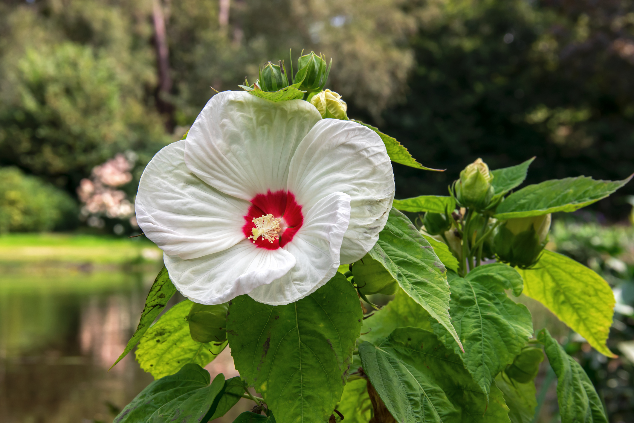 Bataklık Ebegümeci (Hibiscus moscheutos)