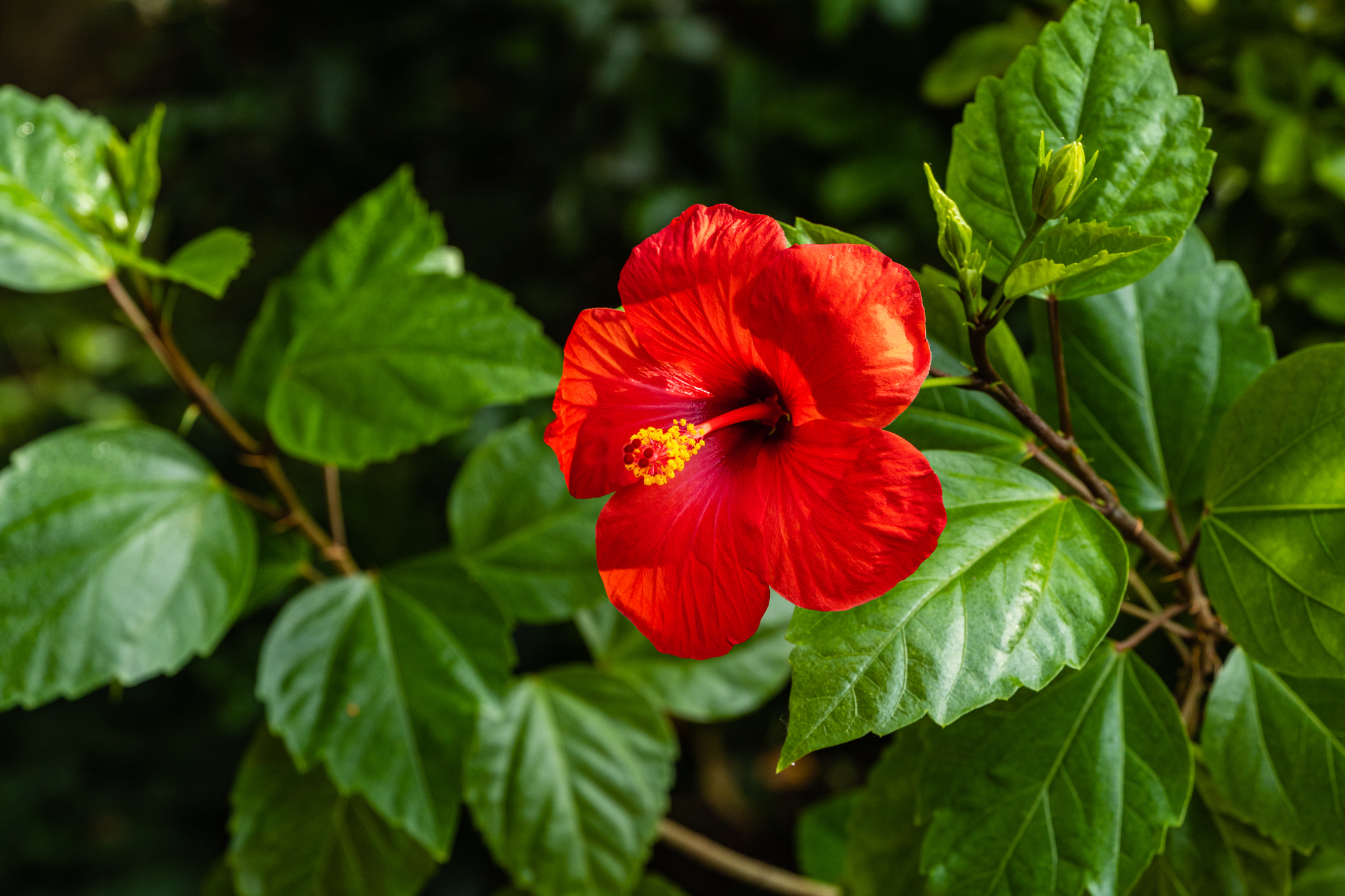 Hibiscus rosa-sinensis - Çin gülü