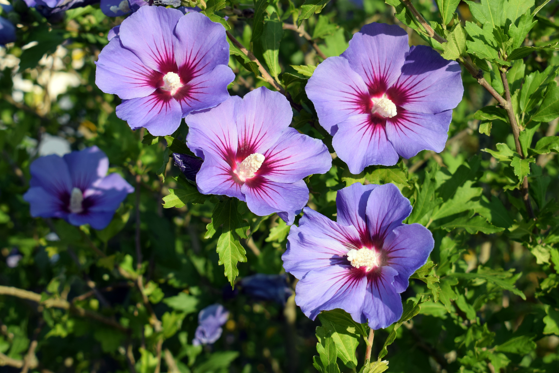 Suriye Ebegümeci (Hibiscus syriacus)