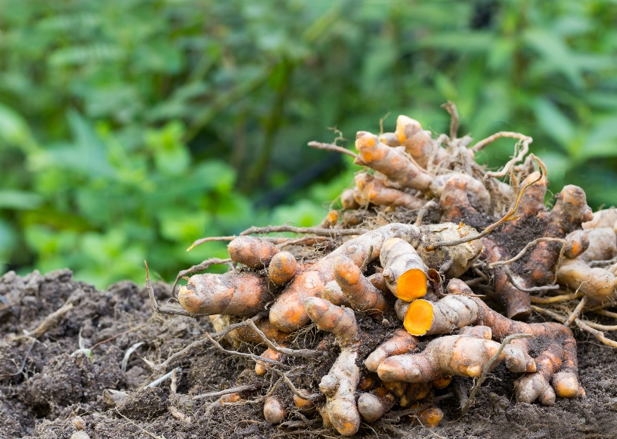 Curcuma longa rizomları (kökleri)