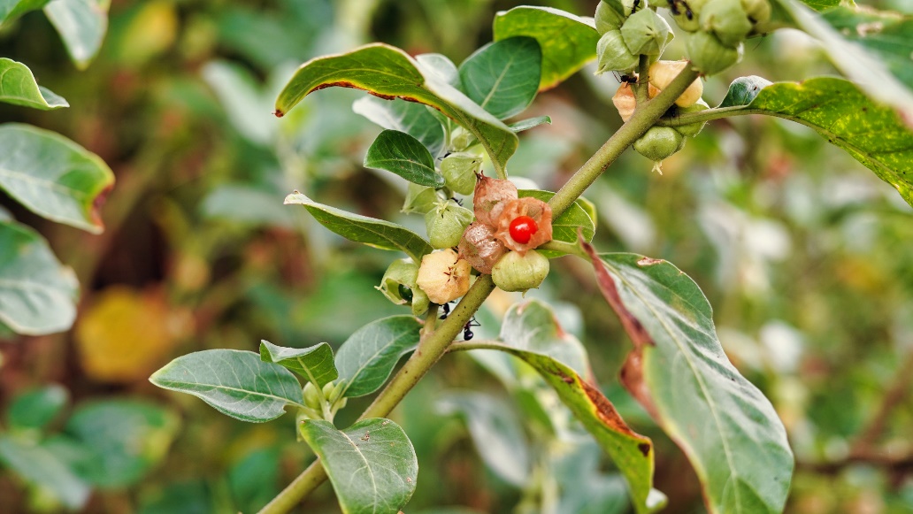 Doğada Ashwagandha bitkisi