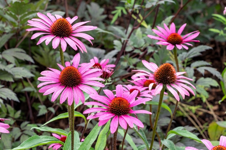 Echinacea purpurea bitkisi