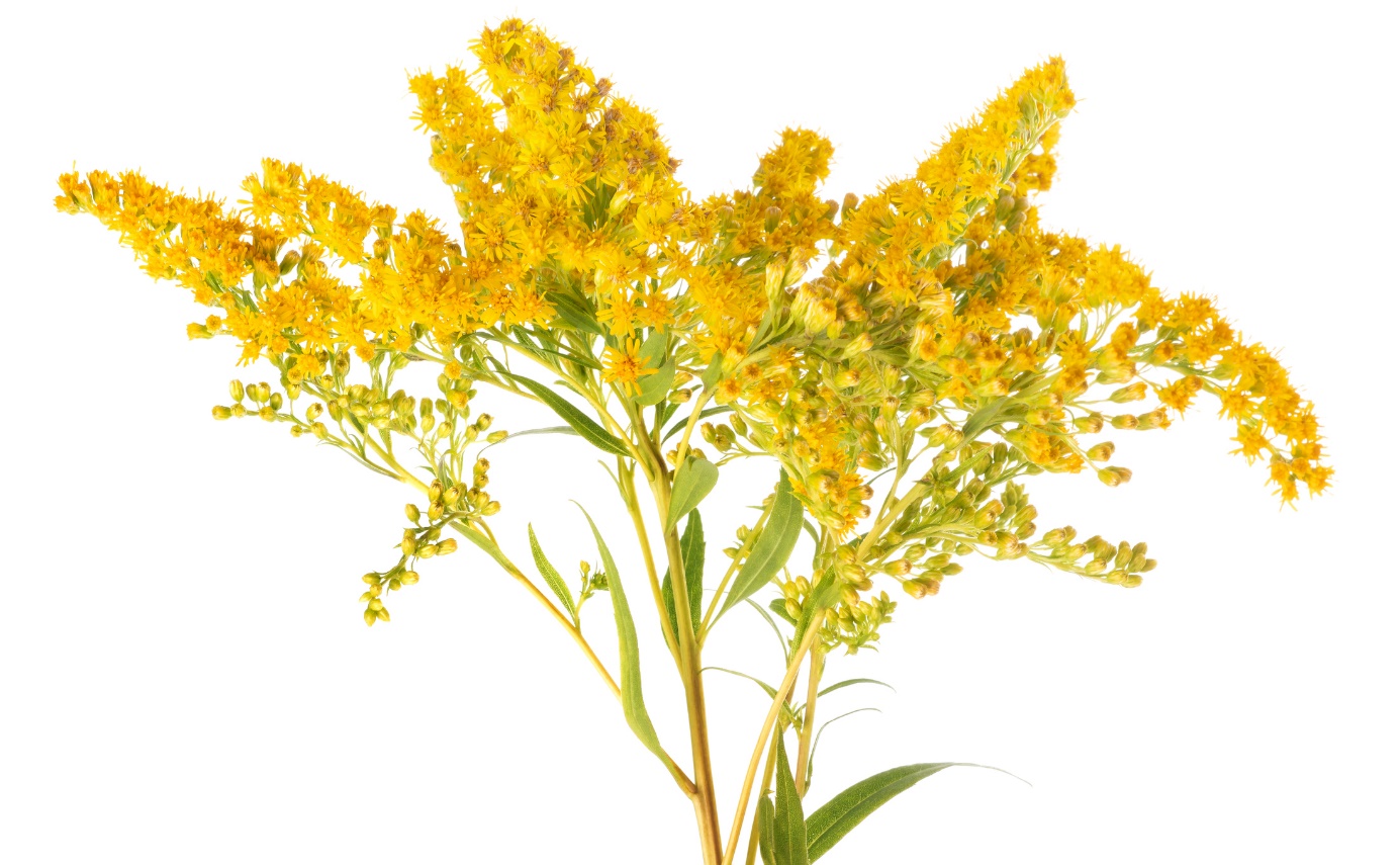 Solidago virgaurea - altın başak