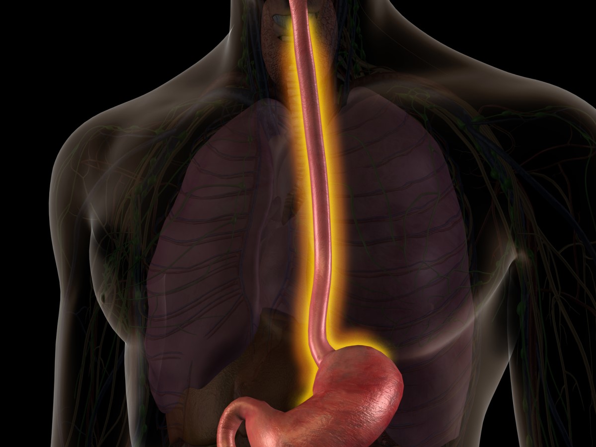 Özofagusun anatomik görünümü - özofagus turuncu ile vurgulanmıştır.