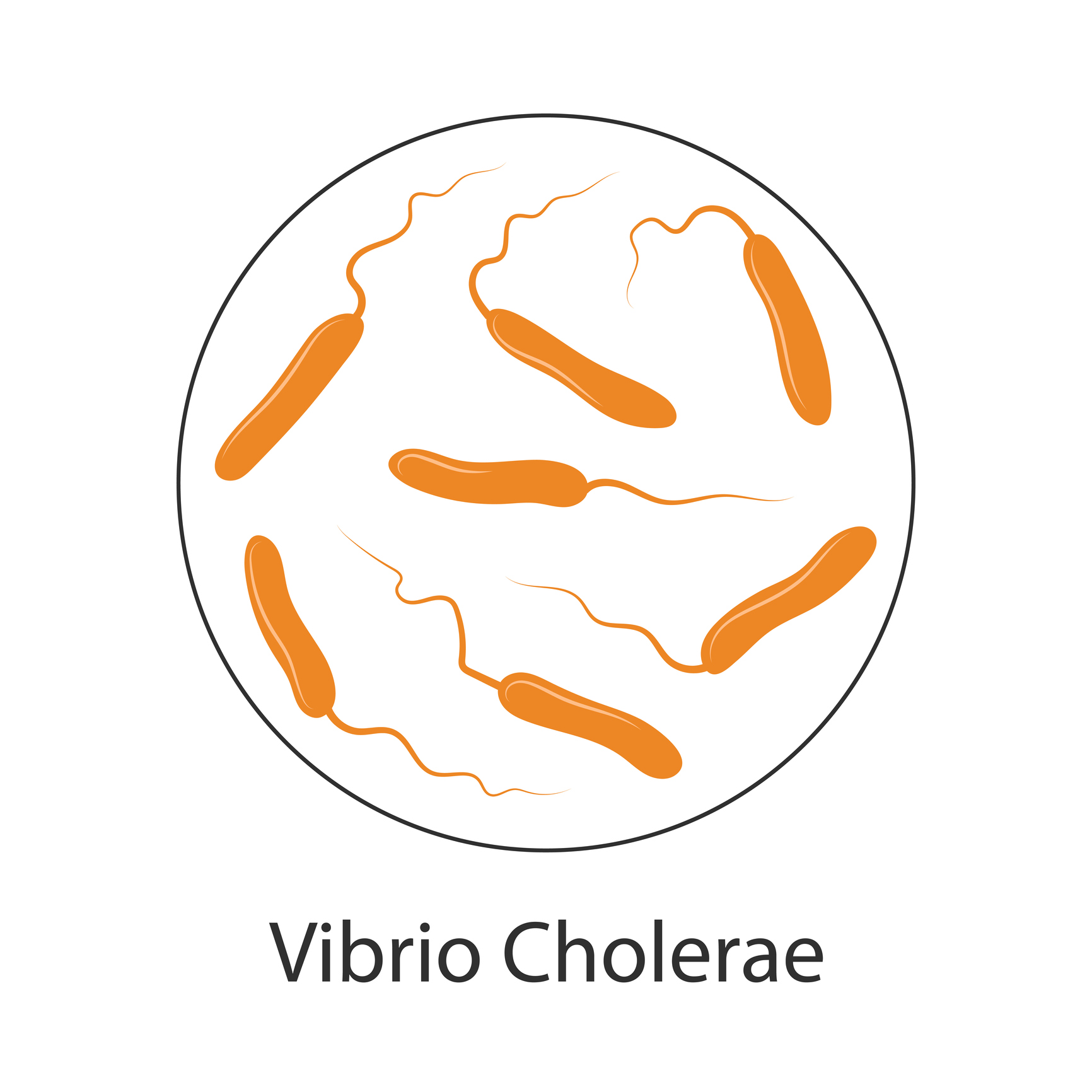 Kolera bakterisi Vibrio cholerae