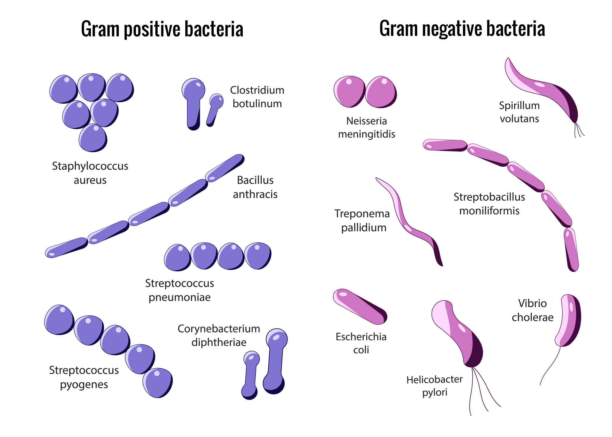 Gram-pozitif ve Gram-negatif bakterilerin bölünmesi