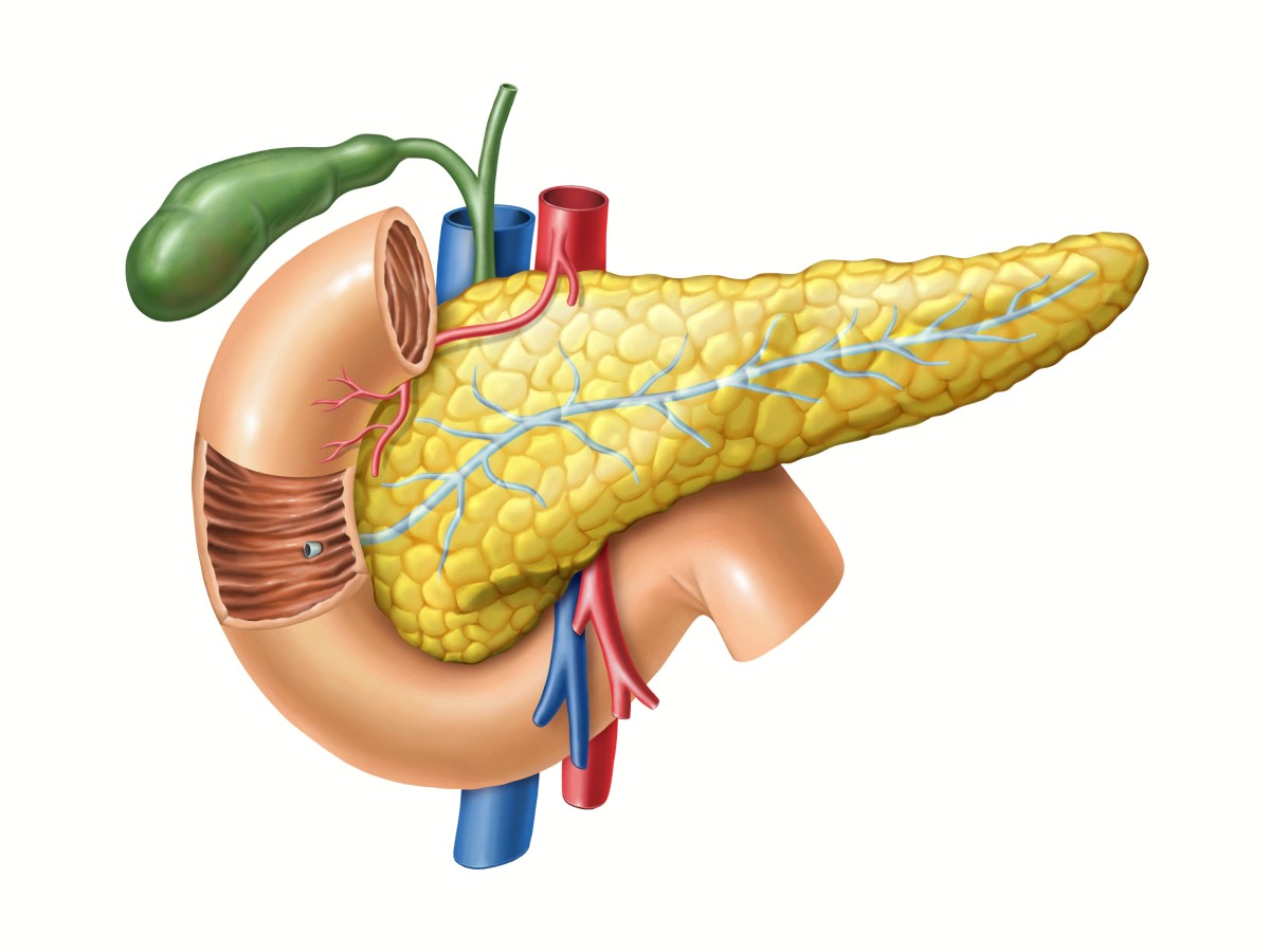 Pankreas - anatomik görünüm, ayrıca ince bağırsağa giden pankreas kanalı, safra kesesi ve büyük damarlar görülebilir