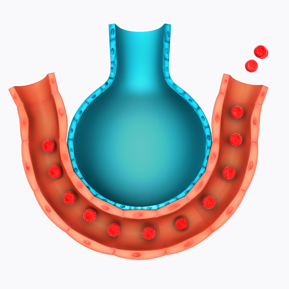 Alveollerin ve pulmoner damarların model gösterimi, solunum gazı değişimi