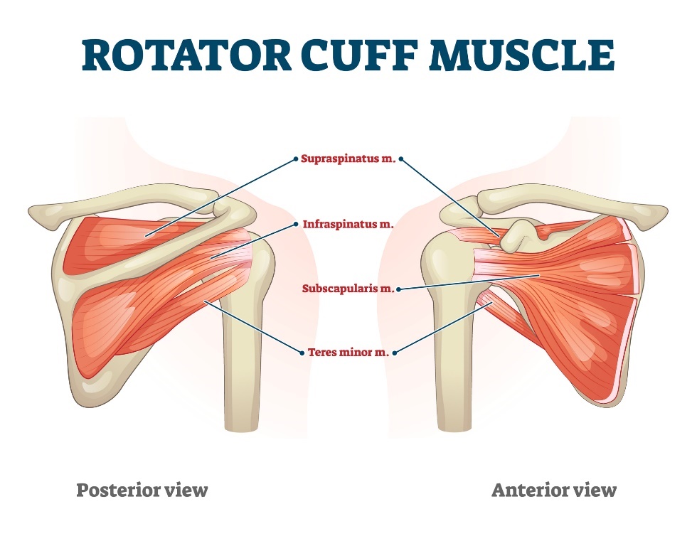 Rotator manşet kasları