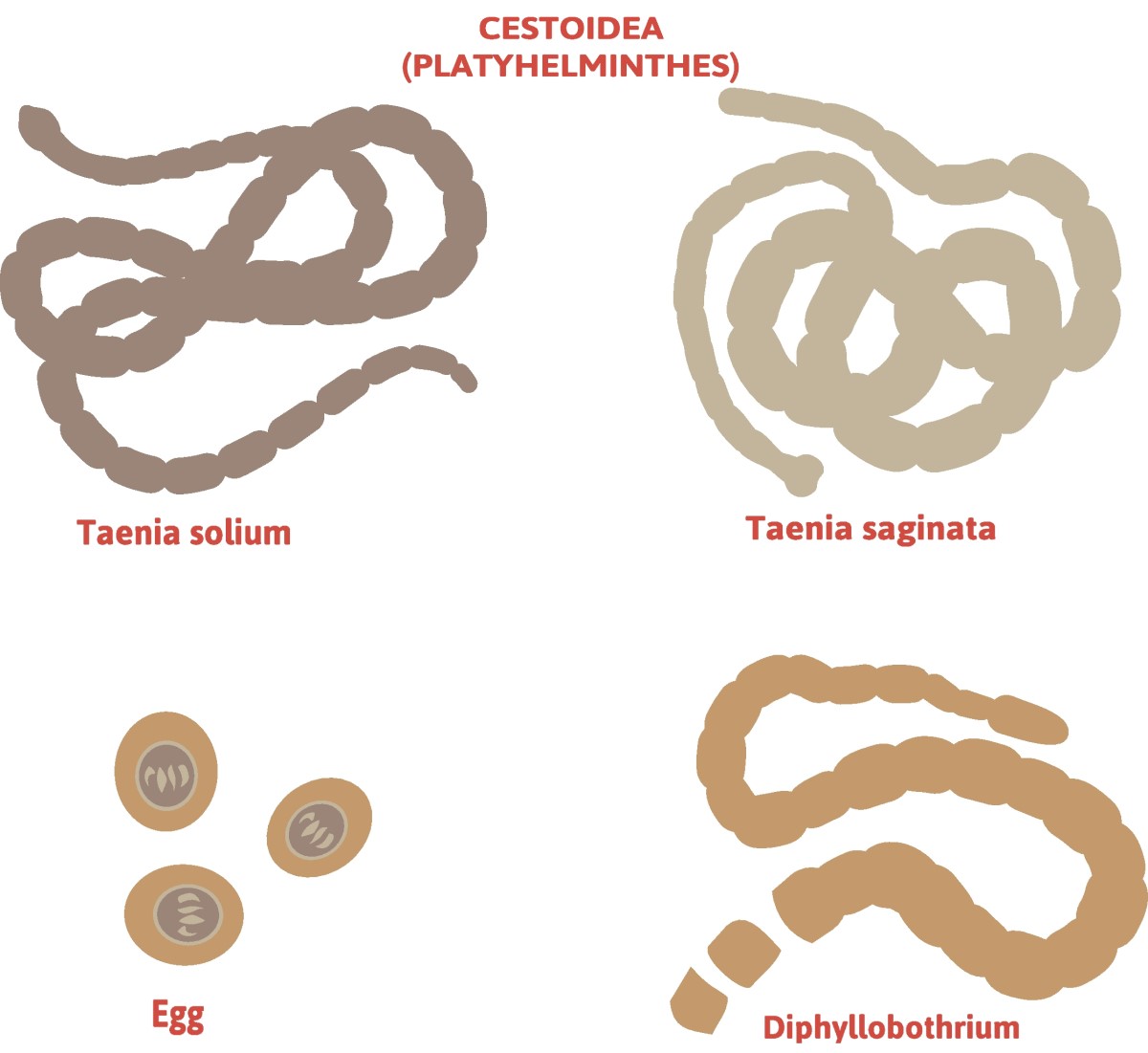 Taenia - tenyaların bölümü - Taenia solium (uzun bacaklı tenya) + Taenia saginata (savunmasız tenya)