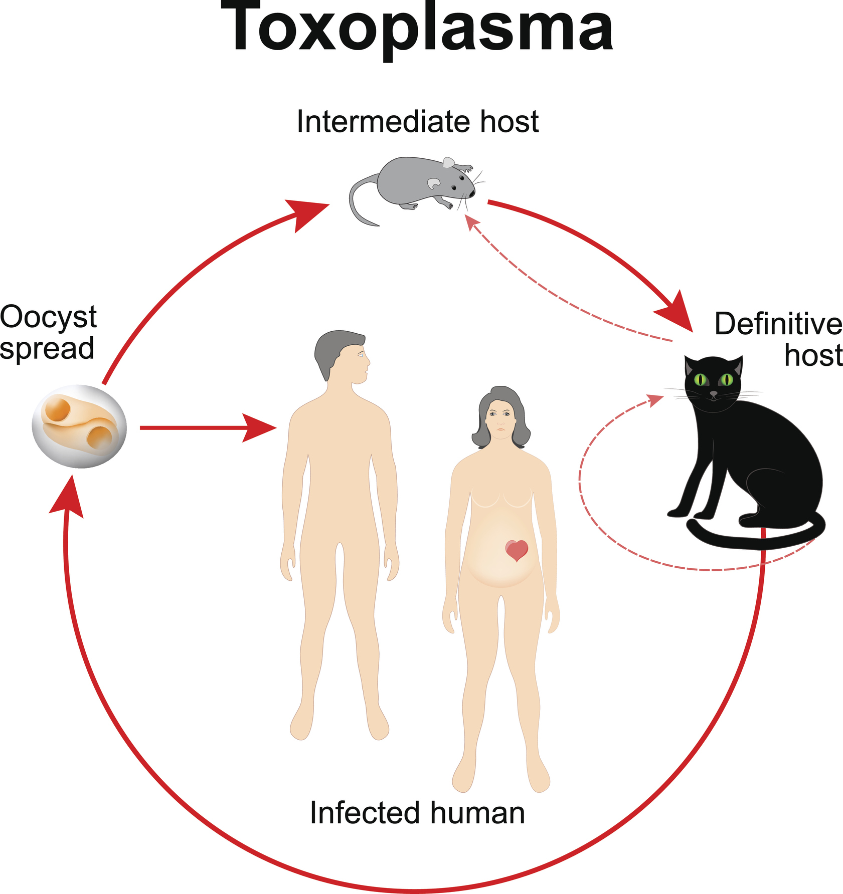 Toxoplasma gondii'nin yaşam döngüsü