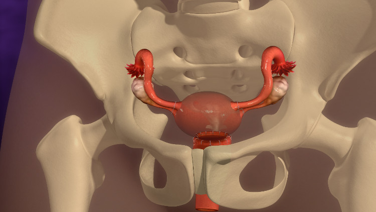 anatomik olarak küçük pelvisin kemik iskeletinde bulunan uterus