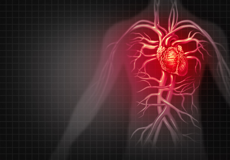 üzerinde anatomik kalp tasviri olan kırmızı bir adam silueti