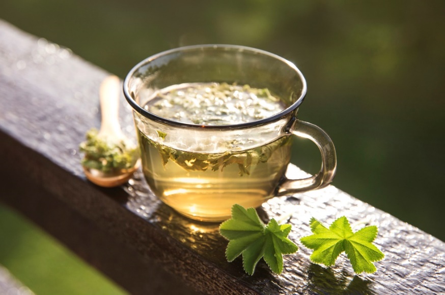 Alchemilla vulgaris bitki çayı