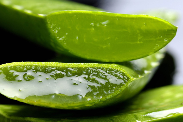 budanmış aloe vera yaprakları