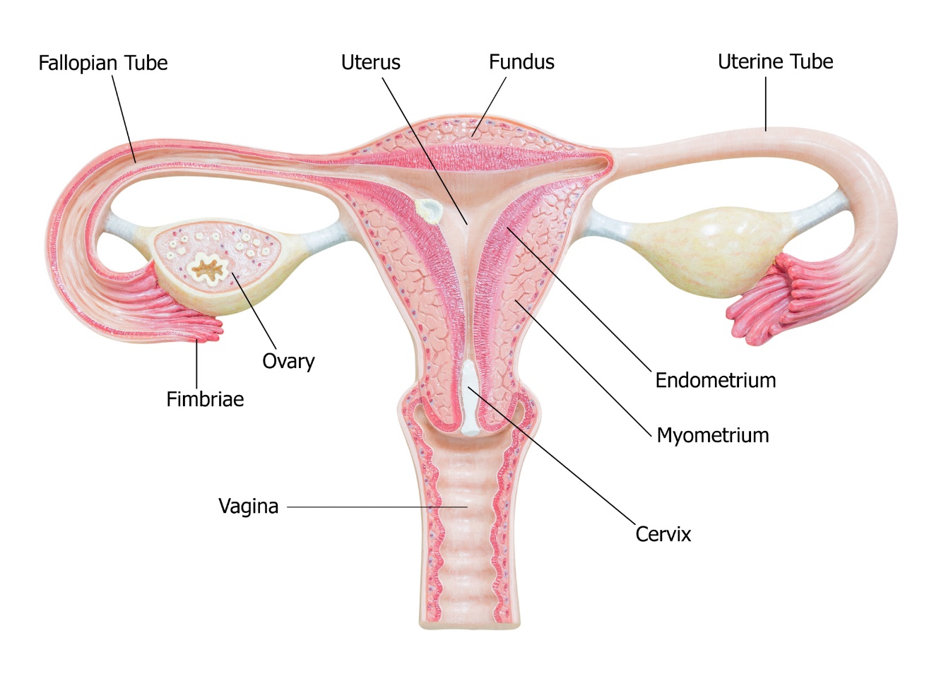 Kadın genital organlarının anatomisi