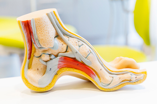 ayak kemerinin anatomik modeli