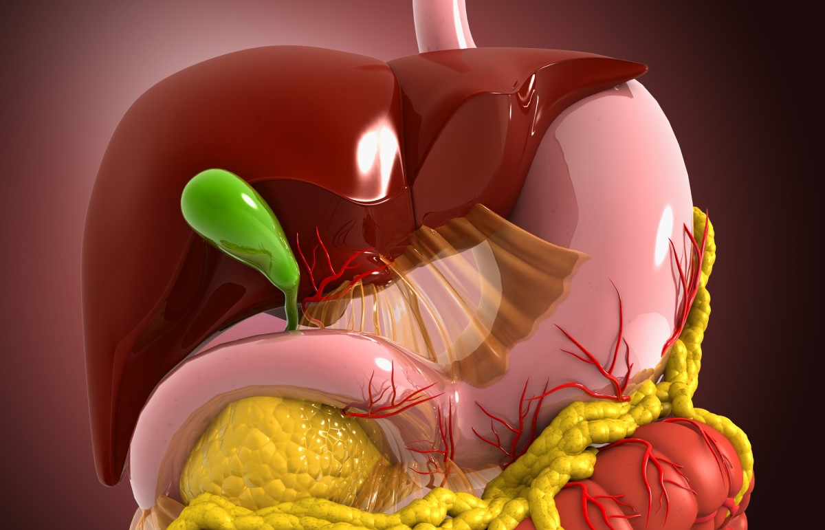 Anatomik görünüm - model - sindirim sistemi, karaciğer, safra kesesi, sindirim sistemi