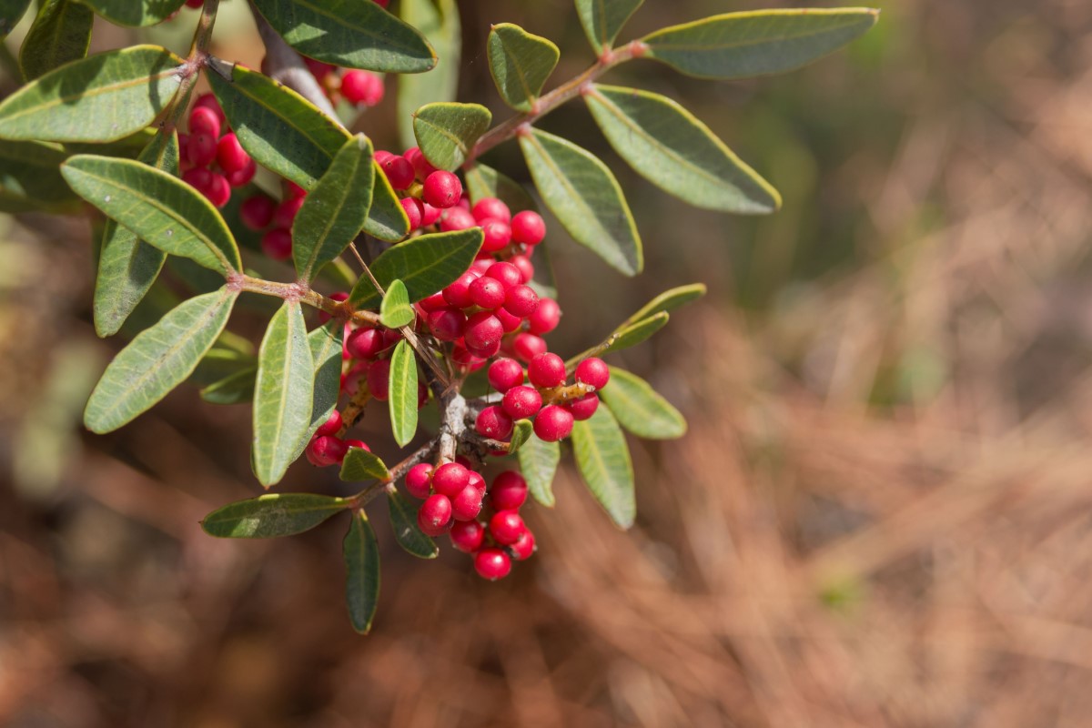 Pistacia mastix (P. lentiscus), özellikle Akdeniz'in kıyı bölgelerinde ağaç veya çalı olarak yaygındır.