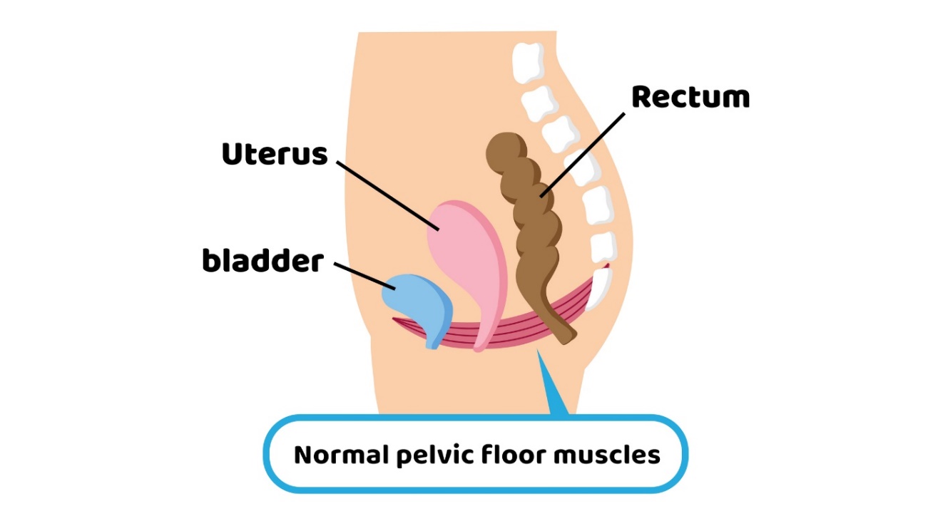 Pelvik organlarla ilişkili olarak pelvik tabanın fizyolojisi. Uterus, mesane, rektum.