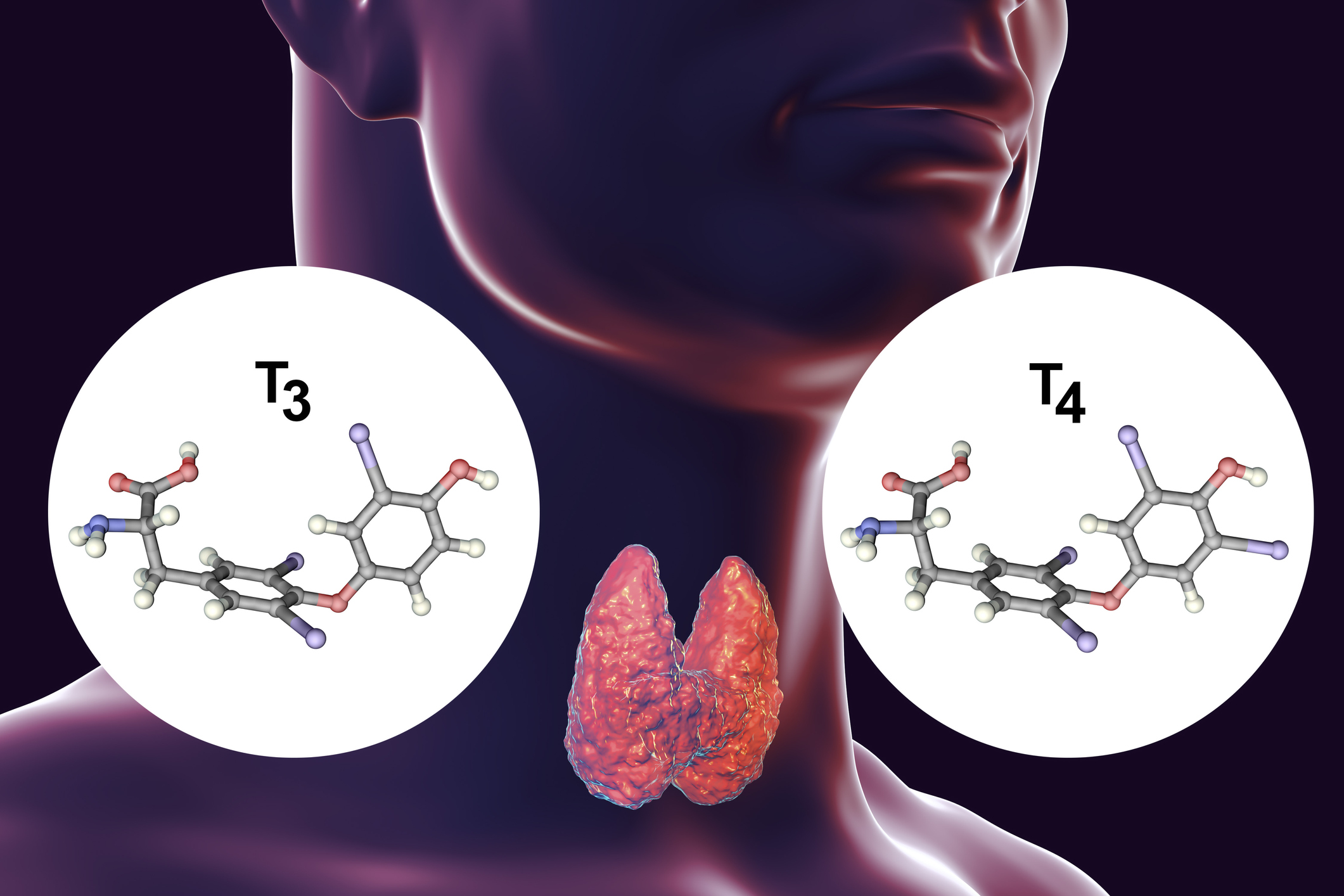 Tiroid bezi tiroksin (T4) ve triiyodotironin (T3) gibi tiroid hormonlarının üreticisidir.