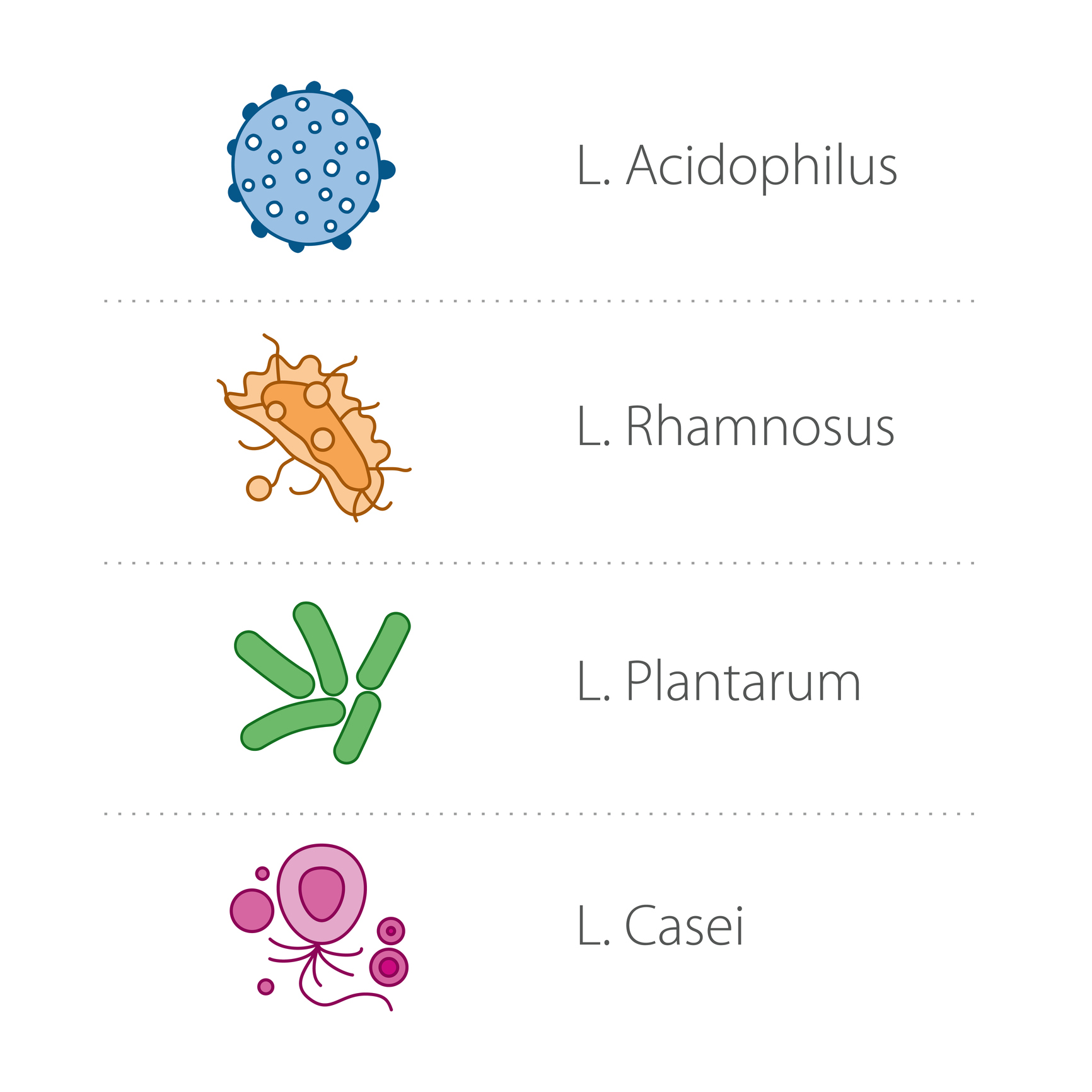 Lactobacilli - türler