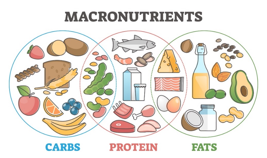 Makro besinler ve diyetteki kaynakları: karbonhidratlar, proteinler ve yağlar.