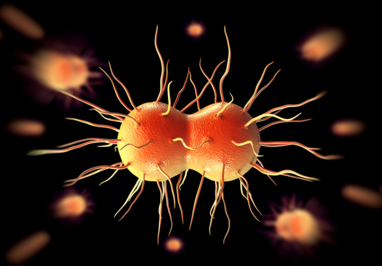 Neisseria gonorrhoeae veya gonorrhoea bakterisi, gonorrhoea, gram-negatif diplococcus