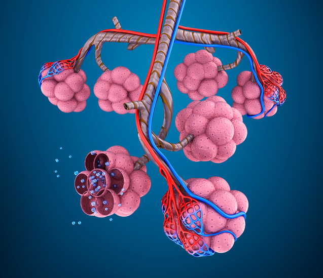 Akciğer odasının modeli, yani alveol, pulmoner damarlar, oksijen molekülleri