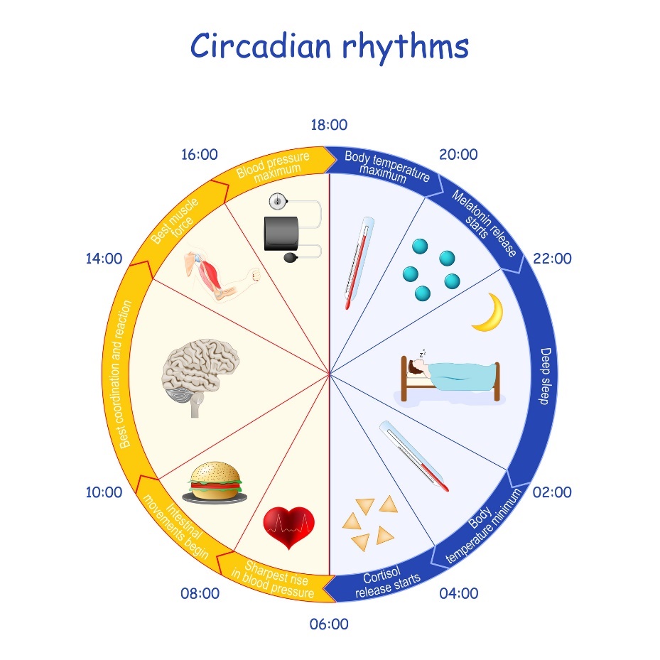 Sirkadiyen ritim, melatonin salgılanması ve vücut fonksiyonu örneği