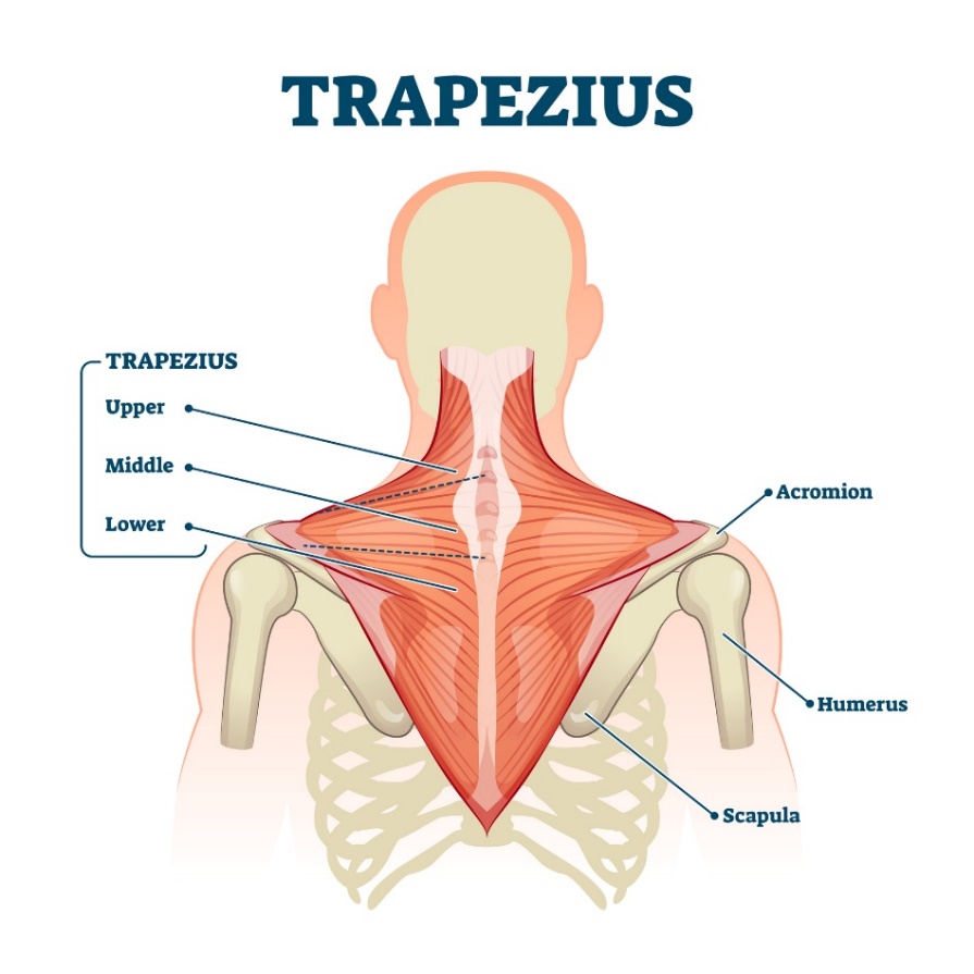 Trapezius kası (musculus trapezius) - kasın üst, orta ve alt lifleri. Acromion (omuz ekleminin üzerindeki kürek kemiği süreci, Humerus - humerus, Scapula - kürek kemiği).