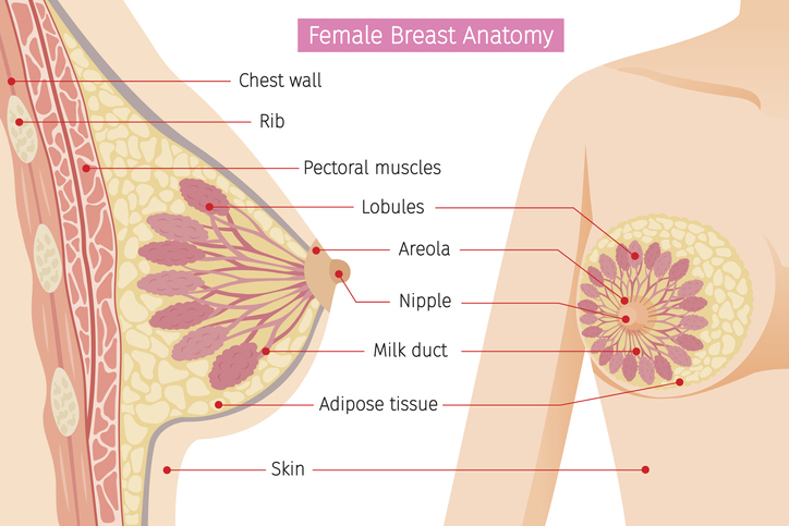 Kadın göğüslerinin anatomisi