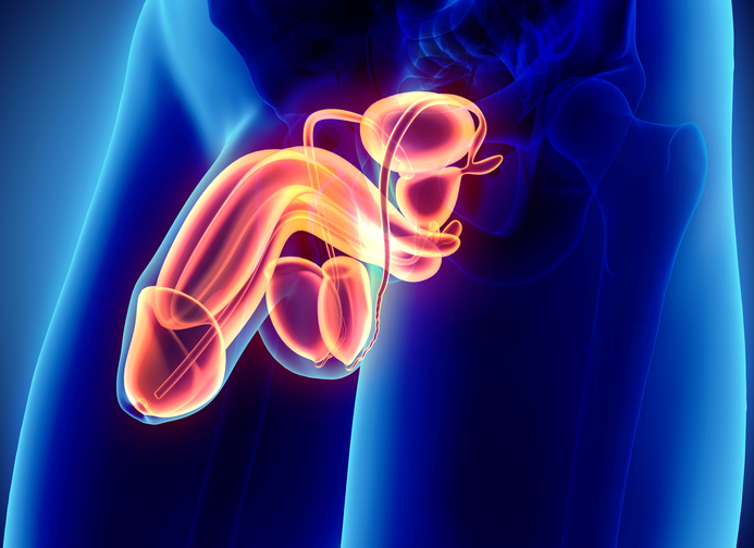 Erkek genital sistemi, penis, skrotum, testisler, epididim, mesane, prostat