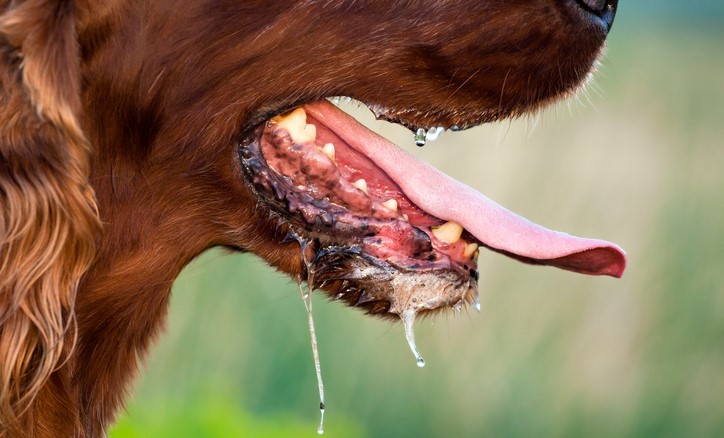 Bir köpekte salya akması, kuduz gibi hastalıkların olası bulaşması