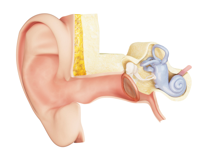 orta kulak anatomik görünümü