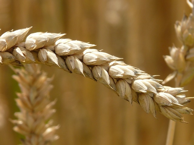 Gluten intoleransını, yani çölyak hastalığını temsil eden bir çavdar püskülü