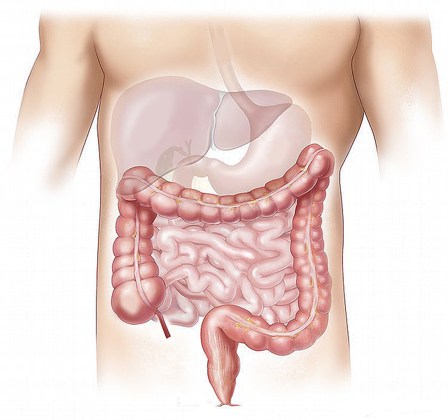 Sindirim sorunları ve sindirim sisteminin anatomik görünümü