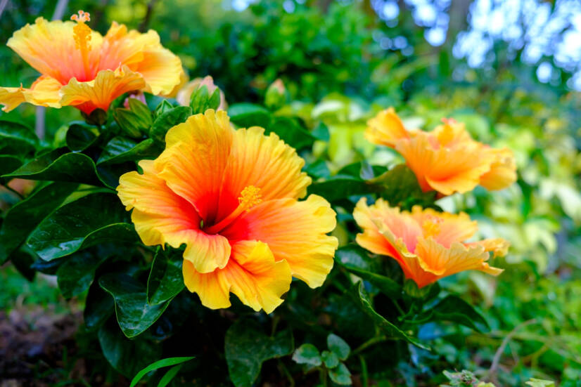 Hibiskus ve sağlık için kullanımları? Ne gibi etkileri vardır ve ne türdür?