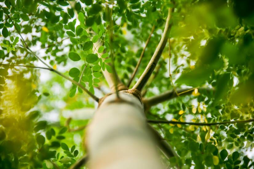 Moringa oleifera: Bu yenilebilir ağacı tanıyor musunuz? Moringanın etkileri nelerdir?