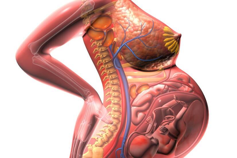 Büyüyen uterusun anatomik görünümü ve çevre organlar üzerindeki baskı. Kaynak: Getty Images