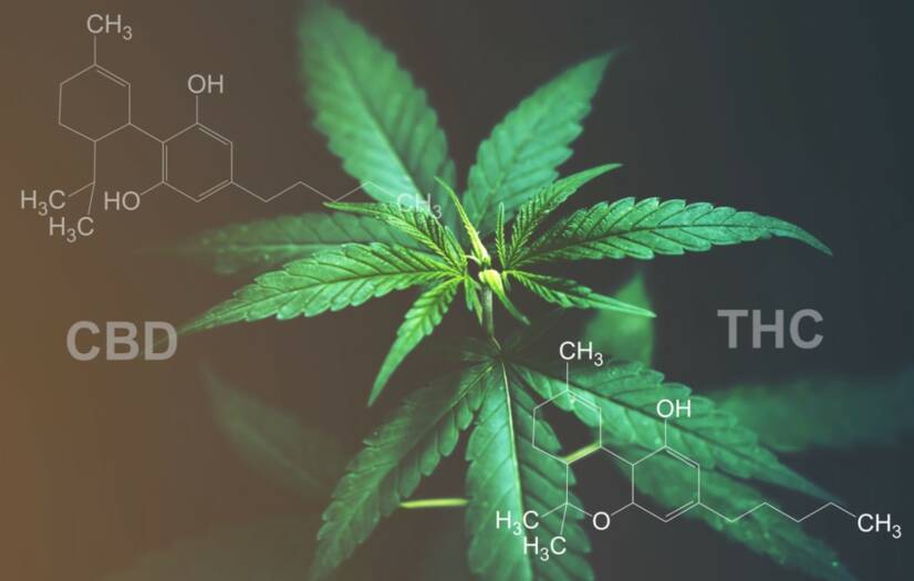 CBD ve THC: Etkileri ve kullanımları arasındaki farkı biliyor musunuz?