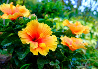 Hibiskus ve sağlık için kullanımları? Ne gibi etkileri vardır ve ne türdür?